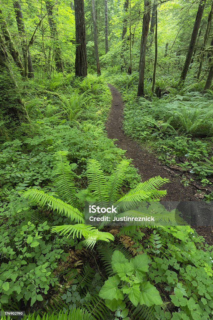 Forest Trail Ferns and lush foliage along the Pacific Crest Trail in the Columbia River Gorge of Oregon. Oregon - US State Stock Photo