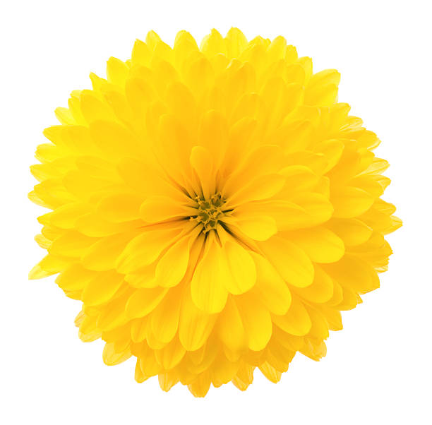 국화. - gerbera daisy single flower flower spring 뉴스 사진 이미지