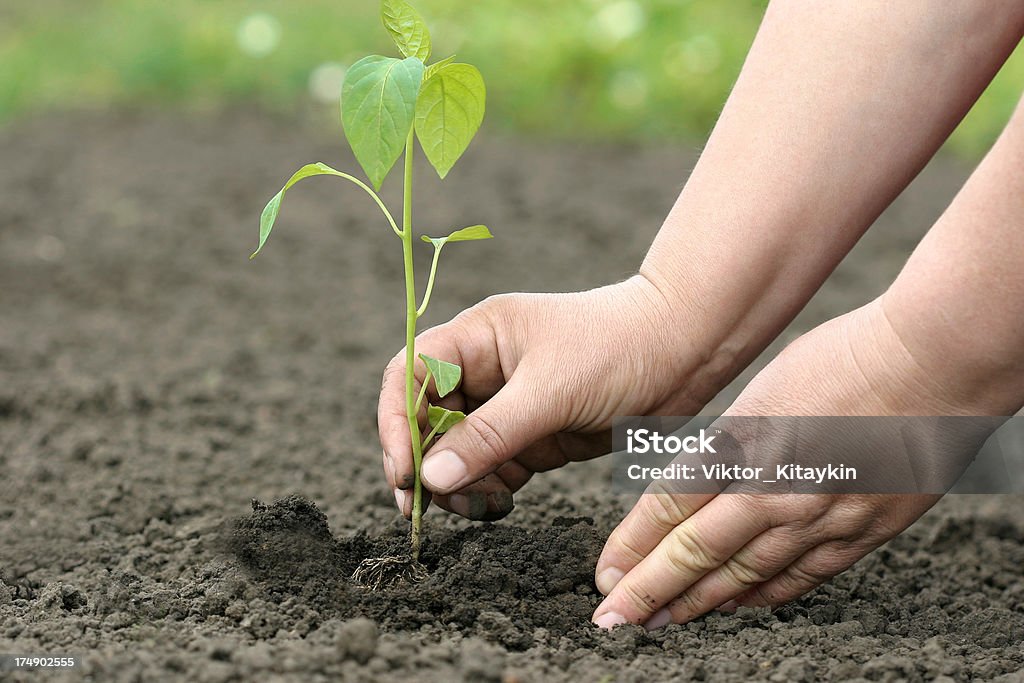 Beginning of life Female hands carefully plant sprouts. Agriculture Stock Photo