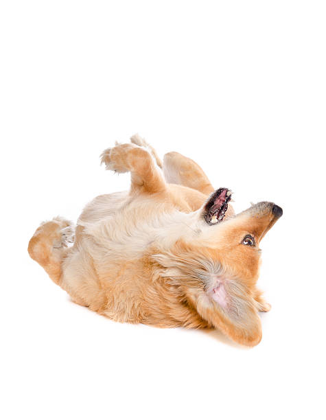 istock Roll Over - Excited Golden Retriever Mix Dog 174902686