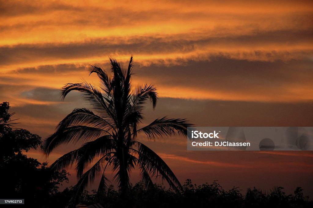 Palma al tramonto - Foto stock royalty-free di Domenica delle palme