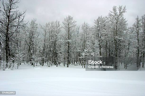 Polarny Drzewa - zdjęcia stockowe i więcej obrazów Drzewo - Drzewo, Stan Alaska, Zima