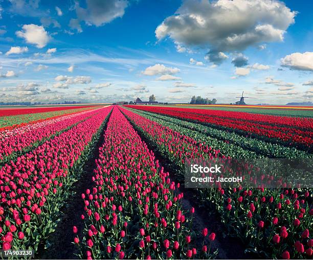 春の風景 - まぶしいのストックフォトや画像を多数ご用意 - まぶしい, オランダ, オランダ文化