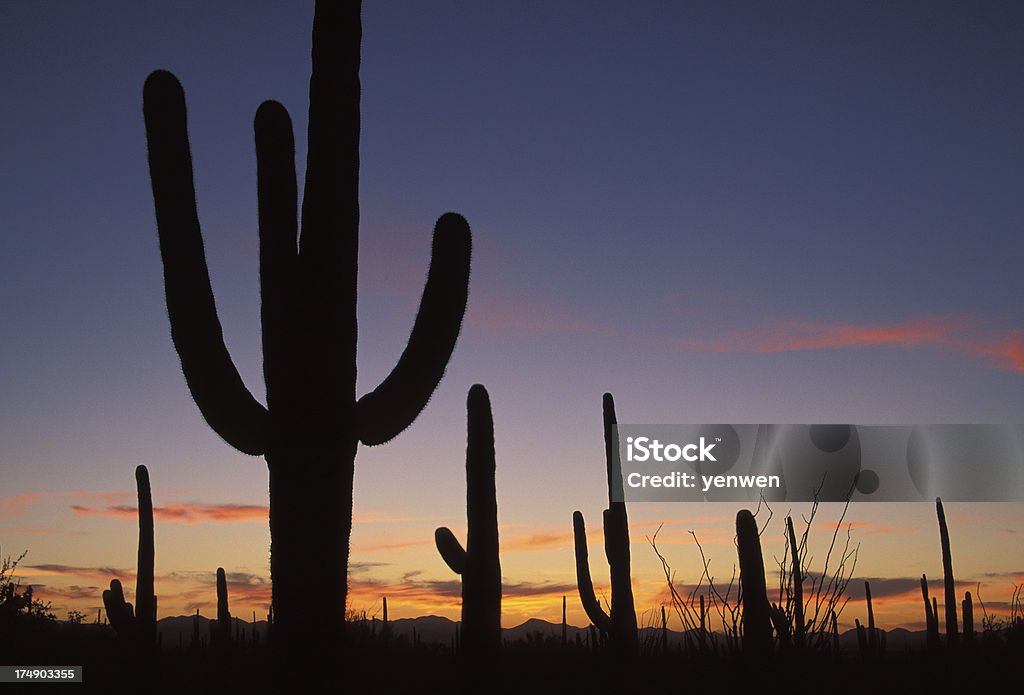 silhouette di Saguaro al crepuscolo - Foto stock royalty-free di Arizona