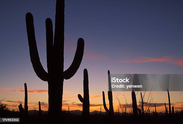 Silhueta De Carnegia Gigantea Ao Anoitecer - Fotografias de stock e mais imagens de Anoitecer - Anoitecer, Arizona, Cato