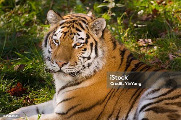 Tigre Hz - Fotografias de stock e mais imagens de Animais caçando - Animais caçando, Animal, Beleza