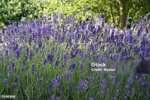 Lavanda Foto de stock y más banco de imágenes de Aire libre - Aire libre, Asistencia sanitaria y medicina, Color lavanda