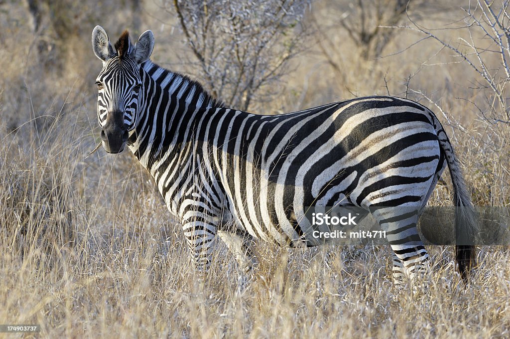 Зебра 3 - Стоковые фото Африка роялти-фри