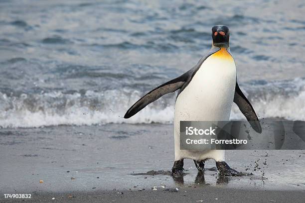 King Penguin Stockfoto und mehr Bilder von Fotografie - Fotografie, Horizontal, Im Freien