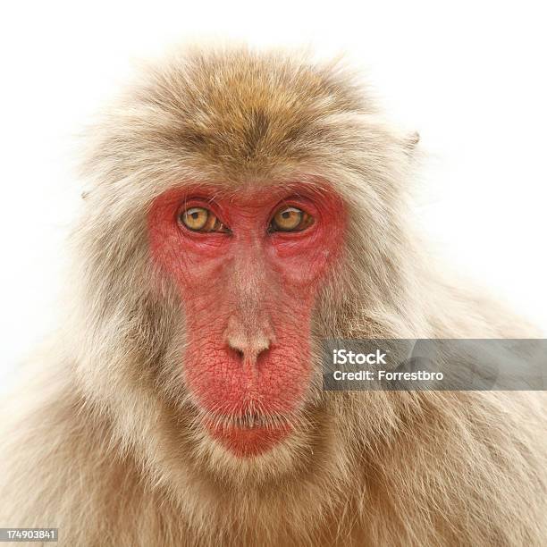 Schnee Affe Rotgesichtsmakak Stockfoto und mehr Bilder von Rotgesichtsmakak - Rotgesichtsmakak, Affe, Bildschärfe