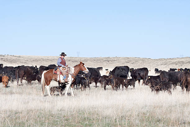 istock Cowboy Herding of Angus Cattle on Open Range 174903882