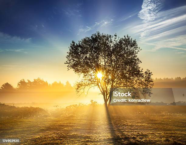 Foggy Sonnenaufgangeinsame Baum Und Sonne Stockfoto und mehr Bilder von Baum - Baum, Bildhintergrund, Blau