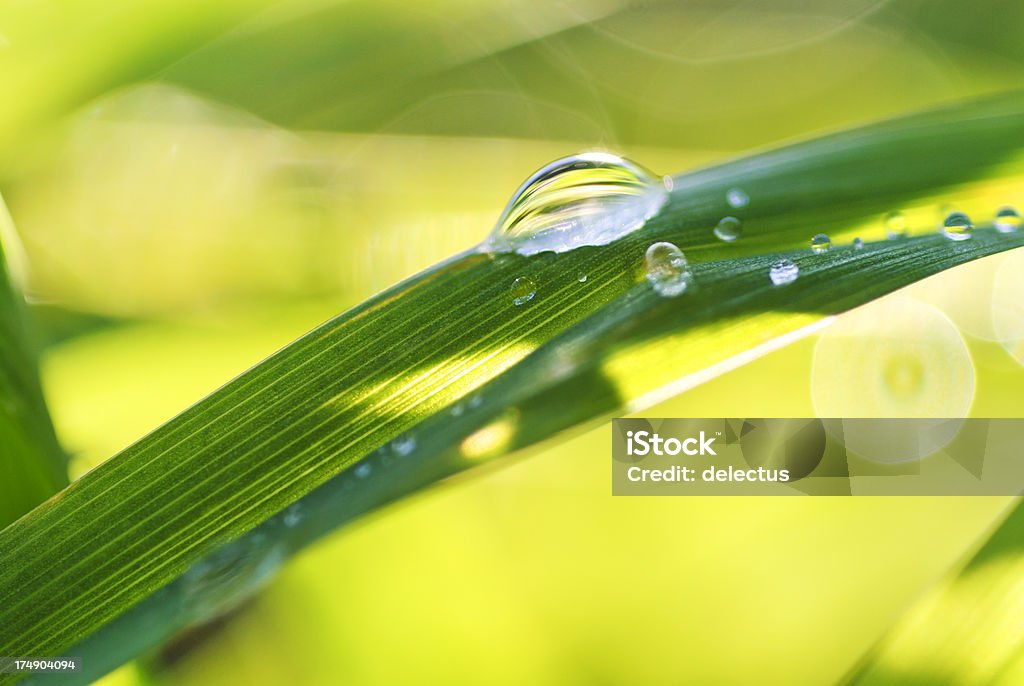 Tau drop - Lizenzfrei Blatt - Pflanzenbestandteile Stock-Foto