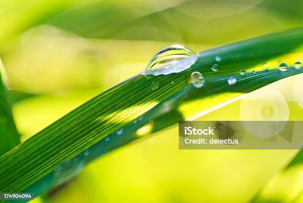 Tau Drop Stockfoto und mehr Bilder von Blatt - Pflanzenbestandteile - Blatt - Pflanzenbestandteile, Extreme Nahaufnahme, Farbiger Hintergrund