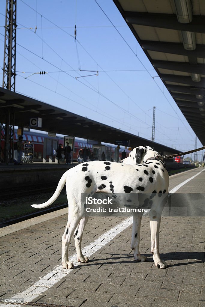 Dálmata en una plataforma de estación de tren - Foto de stock de Perro libre de derechos