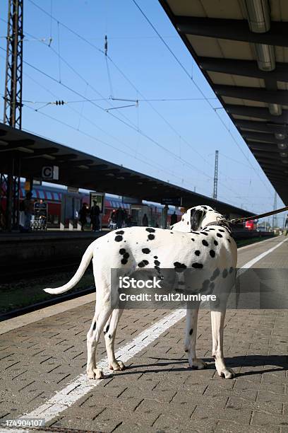 Dálmata En Una Plataforma De Estación De Tren Foto de stock y más banco de imágenes de Perro - Perro, Tren, Andén de estación de tren