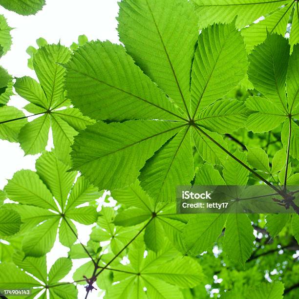 Follaje De Fondo Foto de stock y más banco de imágenes de Aire libre - Aire libre, Belleza de la naturaleza, Bosque