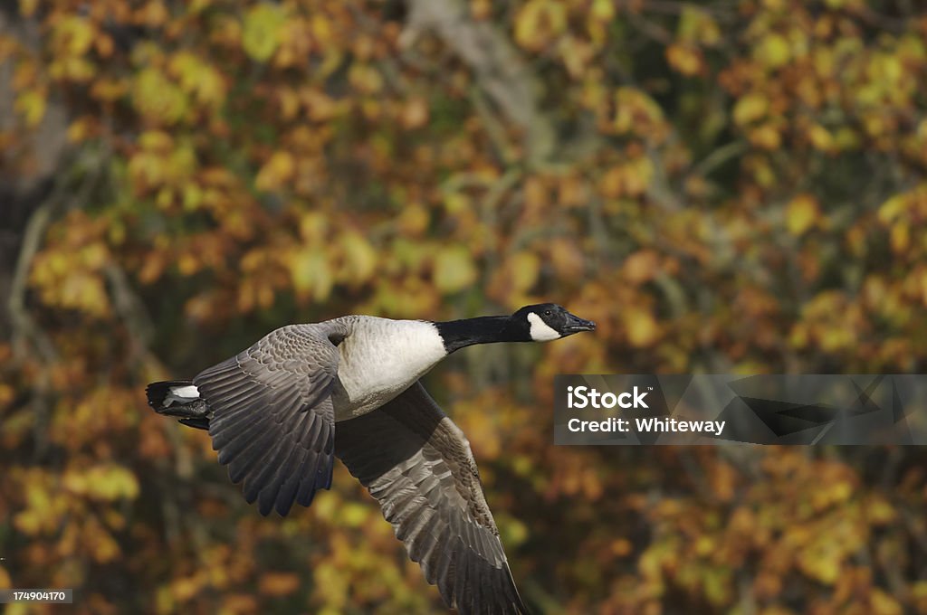 Canada goose flying past intense autumn colours It's mid-October, quite early in the Autumn, and this Canada goose just happens to fly past a tree already resplendent in its Autumn cloak. Nice contrast between bright colours and black and white bird. Animal Stock Photo
