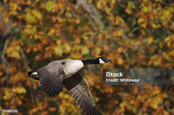 Canada Goose Flying Past Intense Autumn Colours Stock Photo - Download Image Now - Animal, Animal Body Part, Animal Wildlife