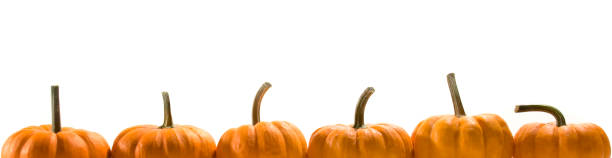 istock Pumpkin Squash Crop in a Row for Autumn Party Frame 174904191