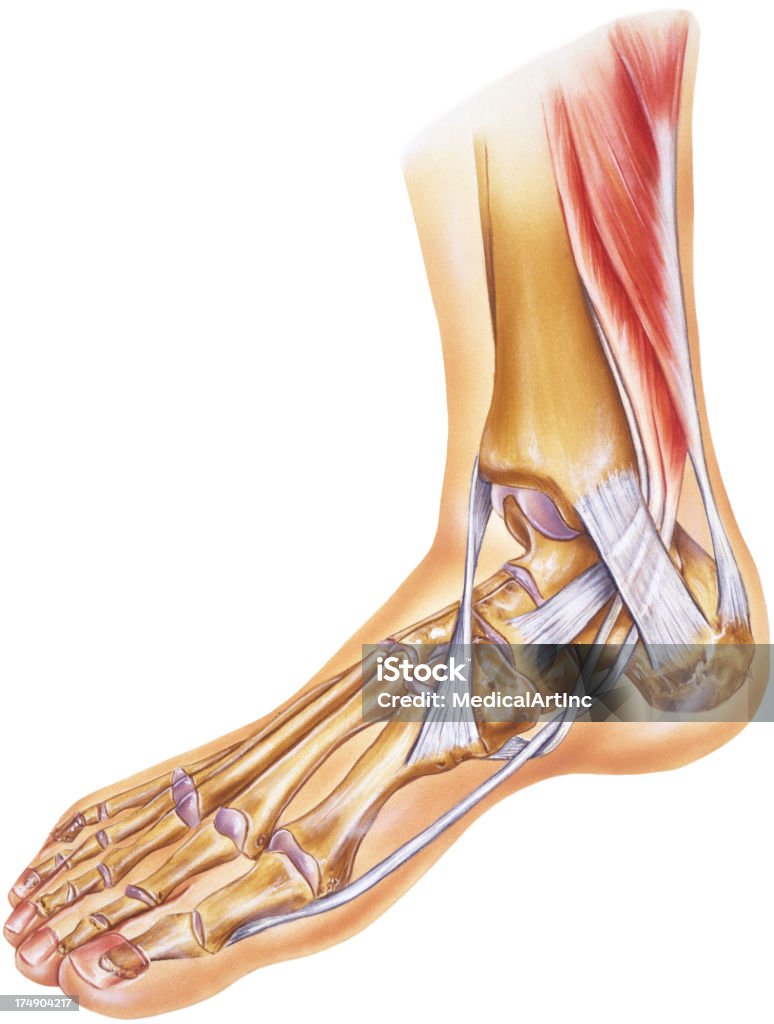 Große & Knöchel-Sehnen, Bänder und Gelenke und Knochen - Lizenzfrei Anatomie Stock-Illustration