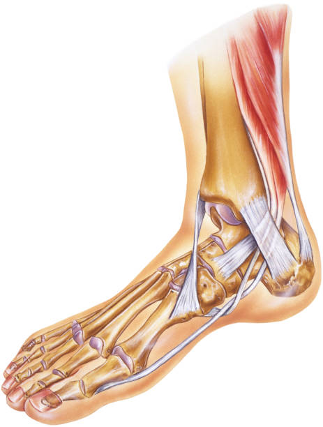 ilustrações, clipart, desenhos animados e ícones de & pé e tornozelo-tendões, ligamentos, juntas e ossos - tendon