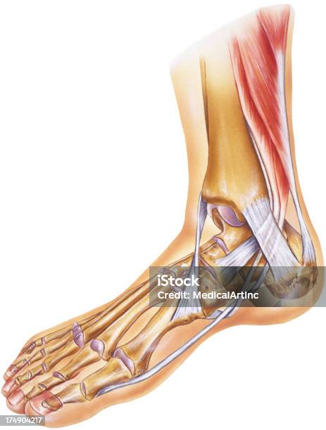 Pé Tornozelo De Tendões E Ligamentos Articulações E Dos Ossos - Arte vetorial de stock e mais imagens de Anatomia