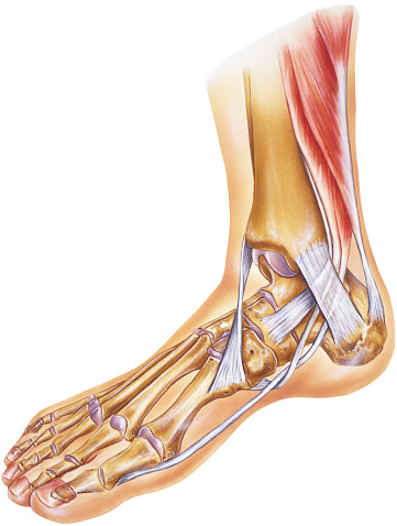 Human foot and ankle deep dissection to see the tendon amd joint connectivity. Shown are the tendon of gastrocnemius muscle,Calcaneal tendon (of Achilles),Flexor digitorum longus muscle (tendon sheath),.Flexor hallucis longus muscle (tendon sheath),Flexor retinaculum,.Flexor digitorum longus muscle (tendon sheath),Flexor hallucis longus muscle (tendon sheath),Inferior extensor retinaculum, metatarsal bones, Medial cuneiform bone, toe joints and cartilage.