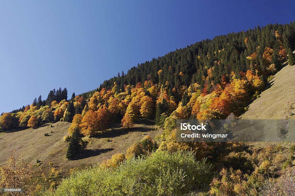 Autunno in austria - Foto stock royalty-free di Albero