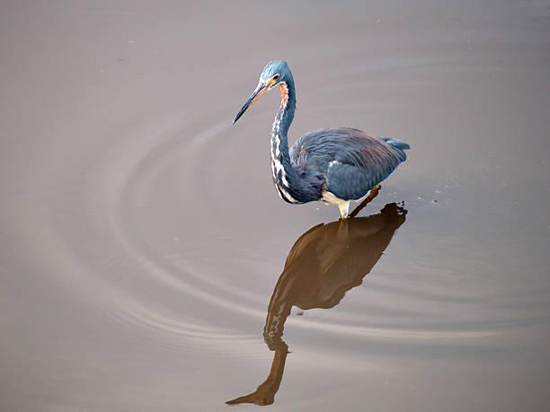 garça-louisiana - tricolored heron - fotografias e filmes do acervo