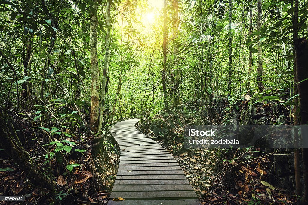 Passage durch den Dschungel Borneos Island - Lizenzfrei Borneo Stock-Foto