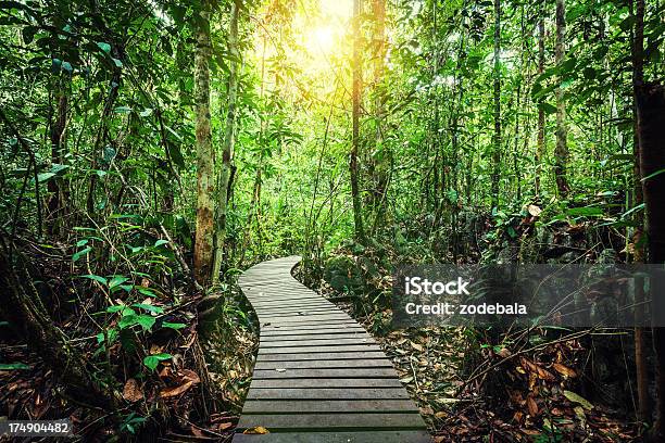 Passaggio Attraverso La Giungla Isola Del Borneo - Fotografie stock e altre immagini di Borneo - Borneo, Sentiero, Foresta pluviale