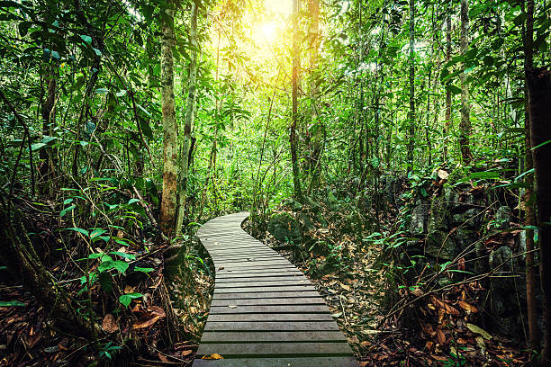 Passage Through the Jungle, Borneo Island Boardwalk in the rainforest island of borneo stock pictures, royalty-free photos & images