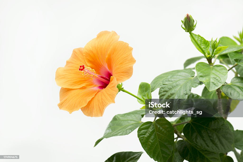 Hibiskus Blume in Bloom - Lizenzfrei Auskeimen Stock-Foto