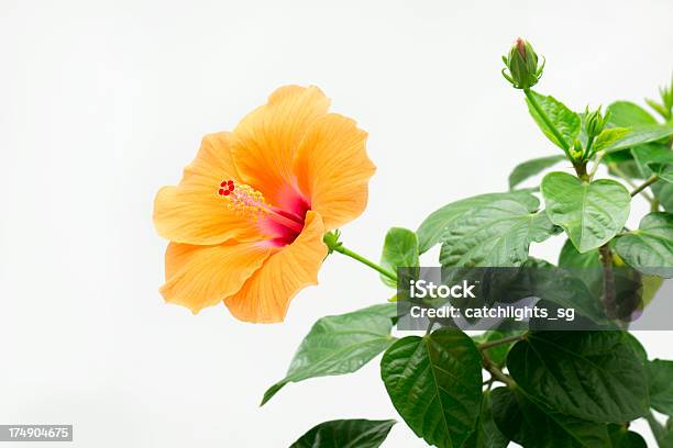 Hibiskus Kwiat Kwitnąć - zdjęcia stockowe i więcej obrazów Bez ludzi - Bez ludzi, Białe tło, Bliskie zbliżenie