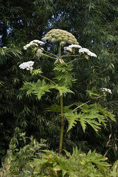 Giant Hogweed (Heracleum Mentagazzanium), aka Cow Parsnip - tall (up to 15-20 feet in height), herbaceous, biennial plant that invades disturbed areas across the Northeast and Pacific Northwestern United States, and Northern Europe