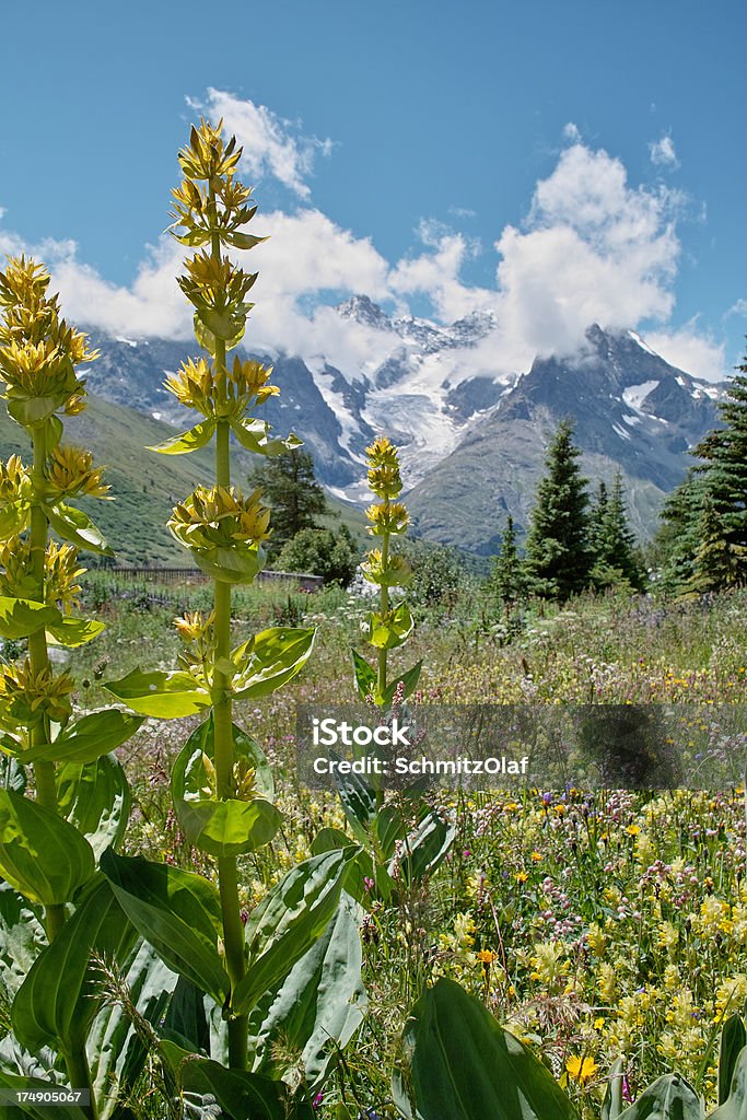 Paesaggio estivo con prato alpino - Foto stock royalty-free di Alpi