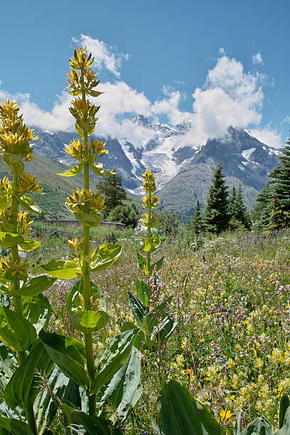 istock summer meadow in alpine landscape 174905067