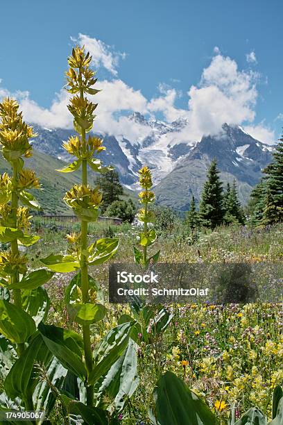 Paisagem De Verão Com Prado Alpino - Fotografias de stock e mais imagens de Alpes Europeus - Alpes Europeus, Amarelo, Ao Ar Livre