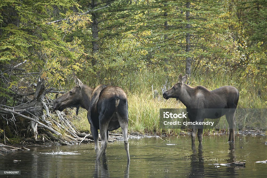 moose und Mutter - Lizenzfrei Banff Stock-Foto