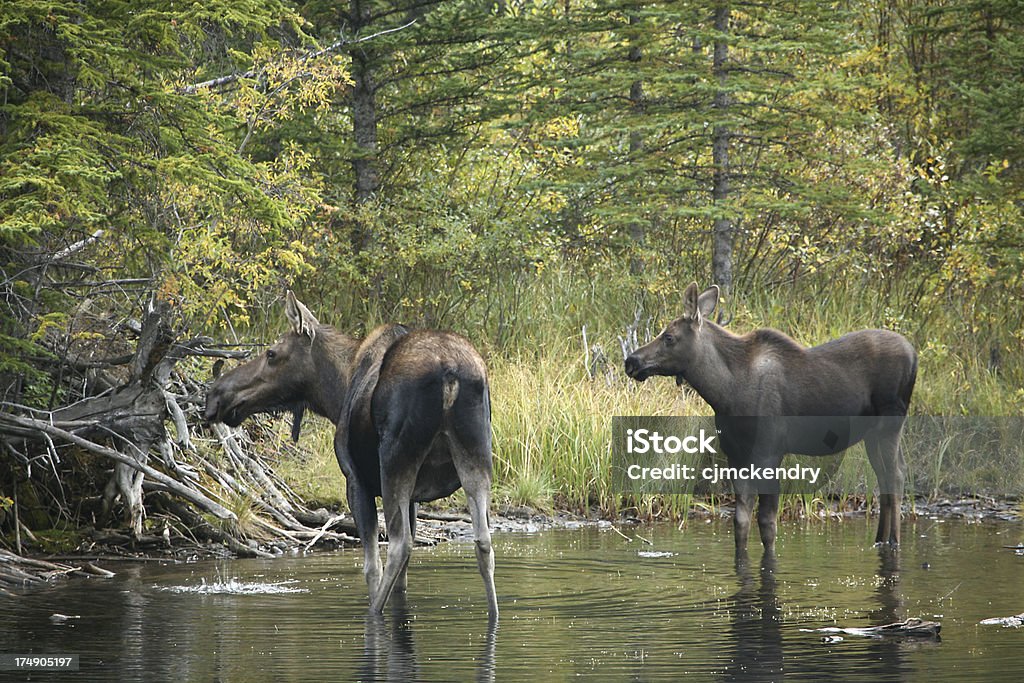 moose и мама - Стоковые фото Альберта роялти-фри