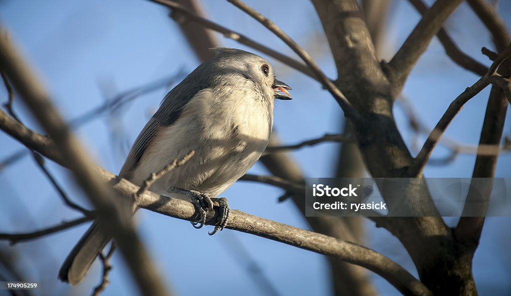 Gepolsterte Titmouse singen - Lizenzfrei Ast - Pflanzenbestandteil Stock-Foto