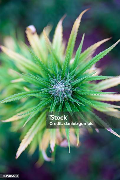 Haschisch Stockfoto und mehr Bilder von Alternative Medizin - Alternative Medizin, Blatt - Pflanzenbestandteile, Blume