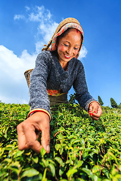 istock Indian pickers plucking tea leaves in Darjeeling, India 174905699