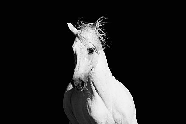 고대비 말 - horse stallion andalusia white 뉴스 사진 이미지