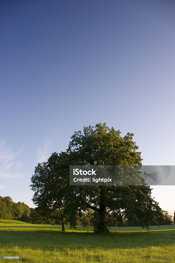 lonesome tree lonesome tree on summer meadow Agricultural Field Stock Photo