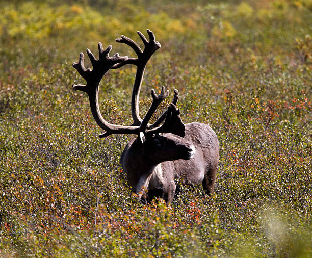 istock Male Caribou Silhouetted 174905842