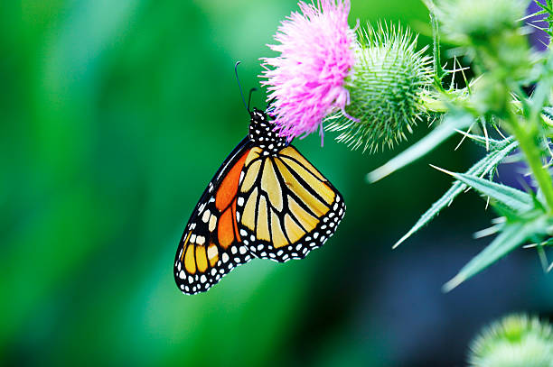 monarch butterfly on a pink flower stock photo