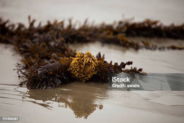 海藻のウォッシュ加工の海岸 - ケルプのストックフォトや画像を多数ご用意 - ケルプ, 人物なし, 写真