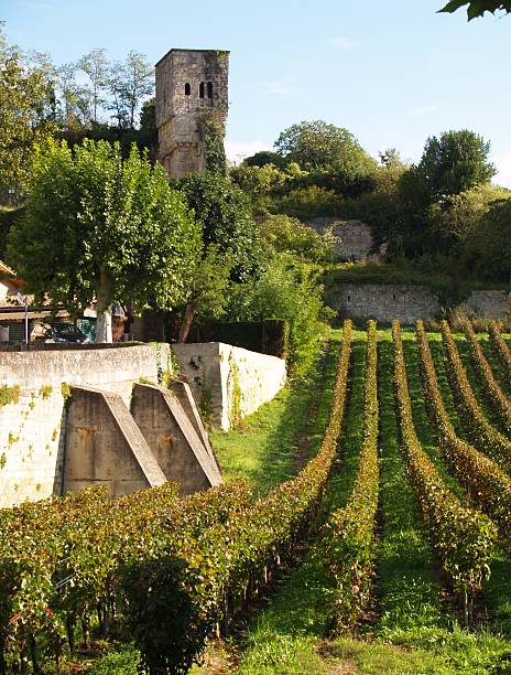 Vines with look out tower "Vines in St.Emilion,Gironde, Aquitaine,  France near the town walls" cognac region photos stock pictures, royalty-free photos & images